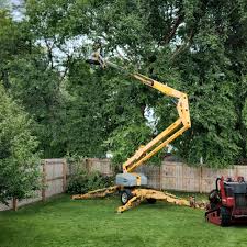 Best Lawn Renovation and Restoration  in Teviston, CA