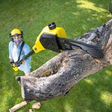 How Our Tree Care Process Works  in  Teviston, CA