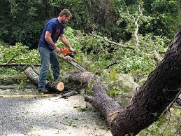 Best Emergency Tree Removal  in Teviston, CA