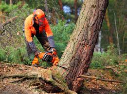 Best Lawn Watering Services  in Teviston, CA