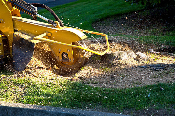 Best Fruit Tree Pruning  in Teviston, CA